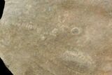 Cruziana (Fossil Trilobite Trackway) - Morocco #118330-1